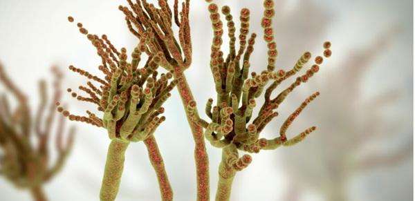Gestión de los riesgos para la salud de las micotoxinas emergentes - Image 1