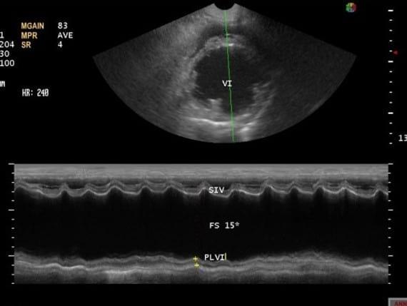 Caso Clínico: Cardiomiopatia Dilatada Canina Con Fibrilacion Atrial - Image 5