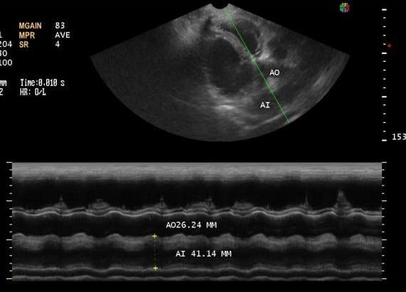 Caso Clínico: Cardiomiopatia Dilatada Canina Con Fibrilacion Atrial - Image 4