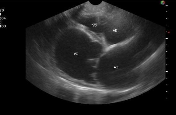Caso Clínico: Cardiomiopatia Dilatada Canina Con Fibrilacion Atrial - Image 2