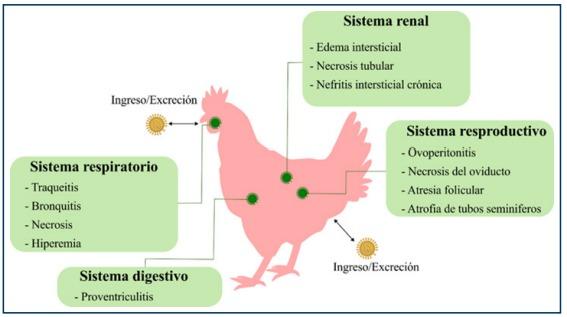 Bronquitis Infecciosa Aviar - Image 4