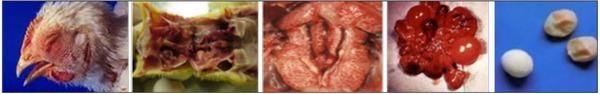 Bronquitis Infecciosa Aviar - Image 5
