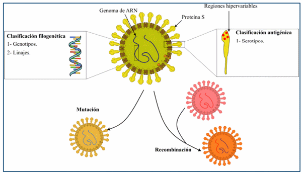 Bronquitis Infecciosa Aviar - Image 3