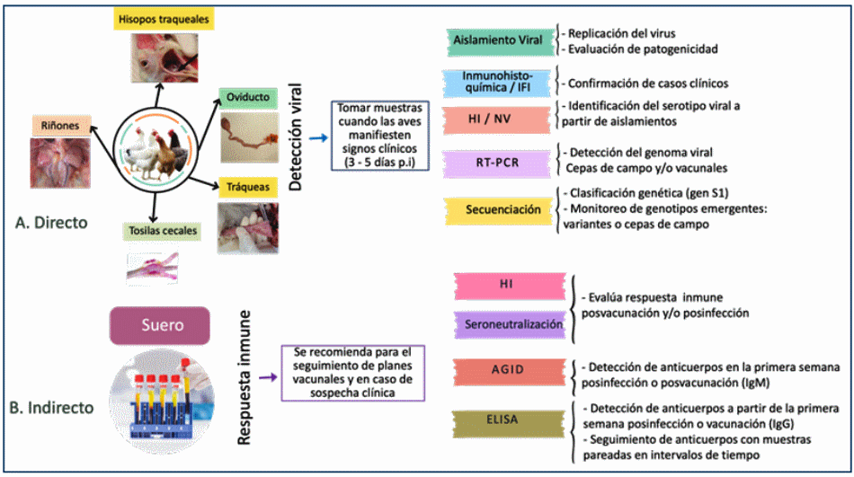Bronquitis Infecciosa Aviar - Image 6
