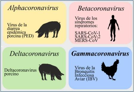 Bronquitis Infecciosa Aviar - Image 1