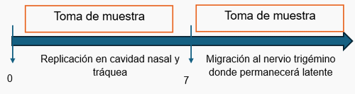 Etapas de las enfermedades respiratorias aviares en la que se puede extraer el agente causal por hisopado para su diagnóstico - Image 4