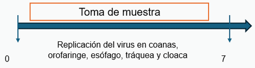 Etapas de las enfermedades respiratorias aviares en la que se puede extraer el agente causal por hisopado para su diagnóstico - Image 5