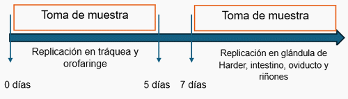 Etapas de las enfermedades respiratorias aviares en la que se puede extraer el agente causal por hisopado para su diagnóstico - Image 3