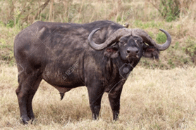 Figura 13. Búfalo africano