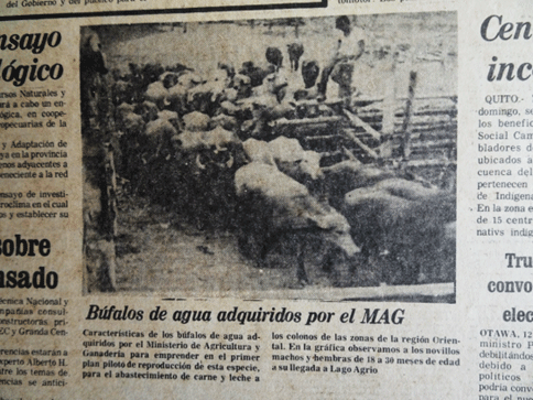 Figura 11. Artículo publicado por diario Expreso informando la llegada de los primeros búfalos a Ecuador.