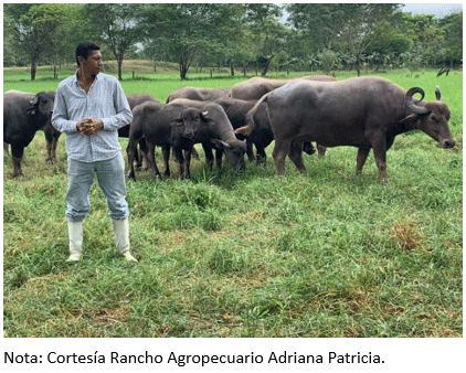 Figura 16. Búfalos en Rancho Agropecuario Adriana Patricia, Balzar – Guayas a 35 msnm.