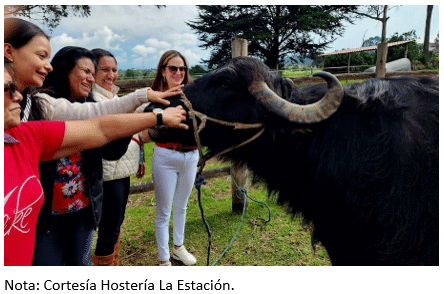 Figura 18. Búfalo de exhibición en Hostería La Estación, Machachi – Pichincha a 2 900 msnm.