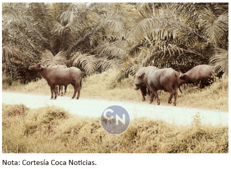 Figura 7. Búfalos en una plantación de palma africana, Coca – Orellana.