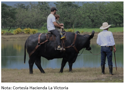 Figura 27. Paseo familiar montado en el búfalo “Titán” en Hacienda La Victoria, en donde también se realiza el turismo rural.
