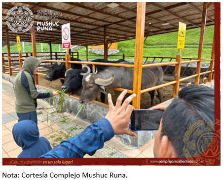 Figura 17. Búfalos de exhibición en el Complejo Intercultural y Deportivo Mushuc Runa, Tisaleo – Tungurahua a 3 200 msnm.