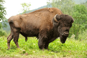 Figura 12. Bisonte americano