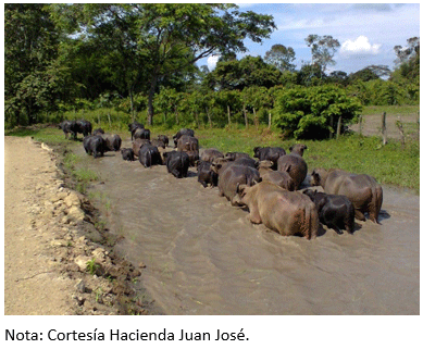 Figura 5. Búfalos en Hacienda Juan José, Balzar - Guayas.