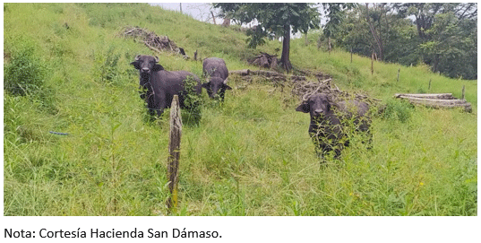 Figura 14. Búfalos en pastoreo mostrando estado de alerta en Hacienda San Dámaso, Balzar – Guayas.