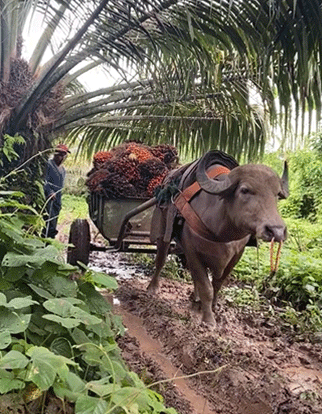 Figura 6. Búfalo en labores de recolección de frutos de palma africana, Shushufindi - Sucumbíos