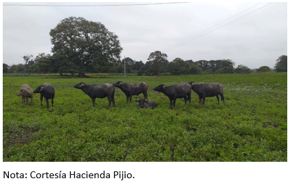 Figura 15. Búfalos en Hacienda Pijio, General Vernaza – Guayas a 5 msnm.