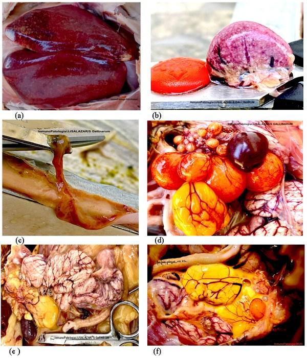 Inmunopatología de la invasión sistémica por < em> Salmonella Gallinarum< /em> - Image 4