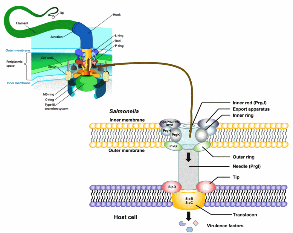 Inmunopatología de la invasión sistémica por Salmonella Gallinarum - Image 1
