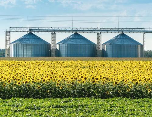 Almacenamiento de girasol: prevención de riesgos y recomendaciones prácticas - Image 1