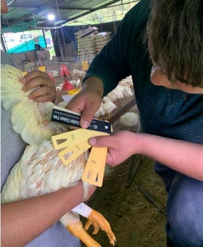 Influencia de la suplementación con xantofilas en la dieta de pollos de engorde - Image 2