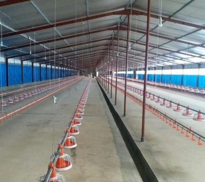 Preparación de instalaciones avícolas previo a la recepción de nuevos lotes de pollitos - Image 1