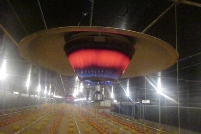 Preparación de instalaciones avícolas previo a la recepción de nuevos lotes de pollitos - Image 7