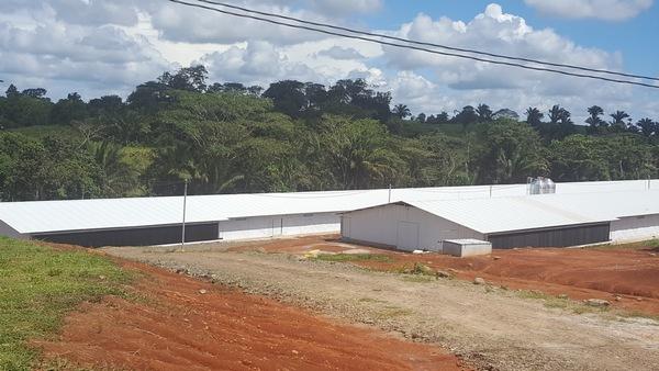 Preparación de instalaciones avícolas previo a la recepción de nuevos lotes de pollitos - Image 10