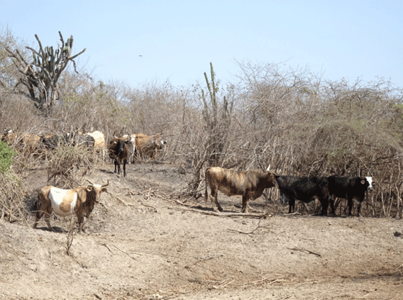 Biotipo bovino criollo de la Isla Puná – Guayas (Región Costa)