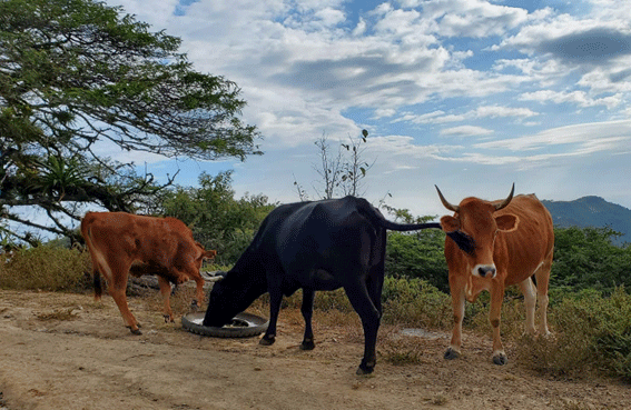 Biotipo bovino criollo de Loja – Loja (Región Sierra)