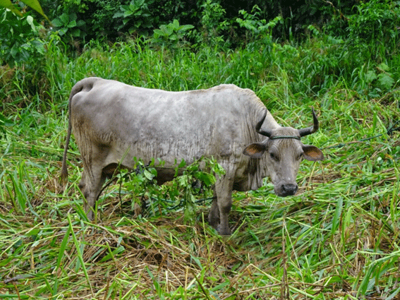 Biotipo bovino criollo macabea – Morona Santiago (Región Amazónica)
