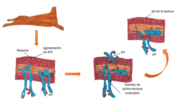 Figura 3. Proceso de transformación de músculo a carne al momento de obtener la canal de animales de abasto.