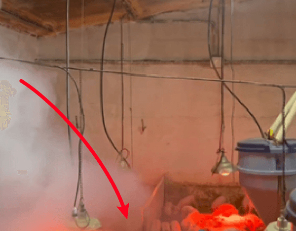 Tips de manejo de invierno en galpones o salas de porcinos - Image 3