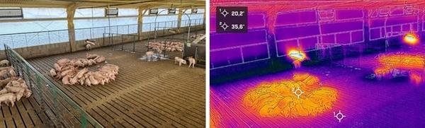 Tips de manejo de invierno en galpones o salas de porcinos - Image 1