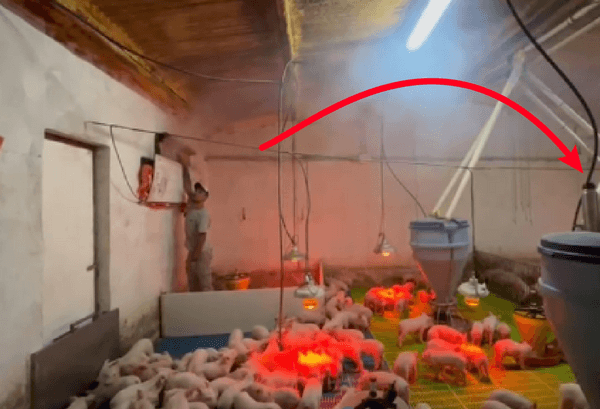 Tips de manejo de invierno en galpones o salas de porcinos - Image 3