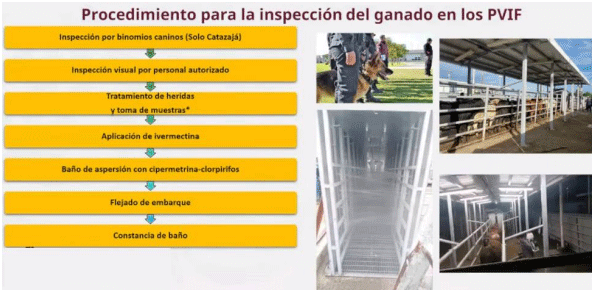 La plaga del gusano barrenador del ganado - Image 4