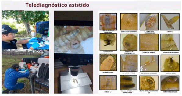 La plaga del gusano barrenador del ganado - Image 2