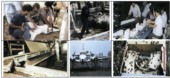 La plaga del gusano barrenador del ganado - Image 28