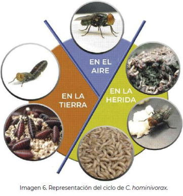 La plaga del gusano barrenador del ganado - Image 18