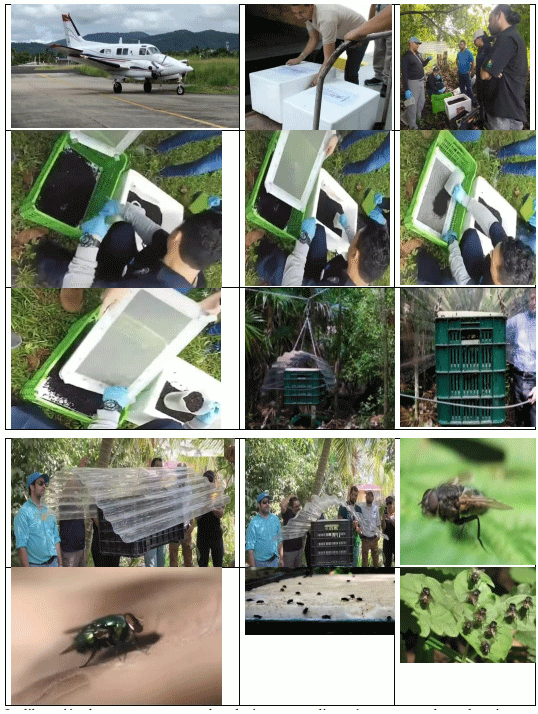 La plaga del gusano barrenador del ganado - Image 31