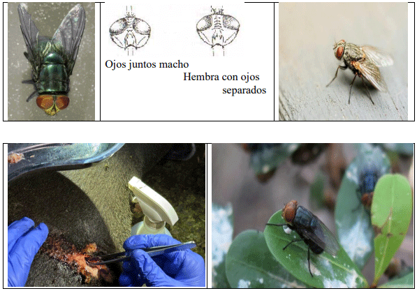 La plaga del gusano barrenador del ganado - Image 29