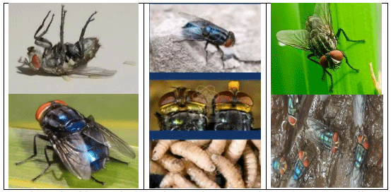 La plaga del gusano barrenador del ganado - Image 25