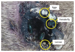 La plaga del gusano barrenador del ganado - Image 8
