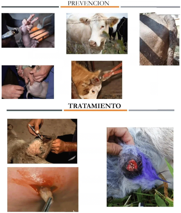 La plaga del gusano barrenador del ganado - Image 8