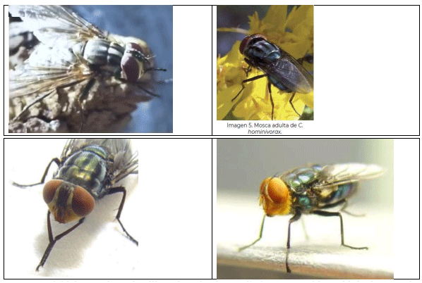 La plaga del gusano barrenador del ganado - Image 33