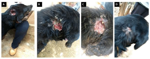 La plaga del gusano barrenador del ganado - Image 18