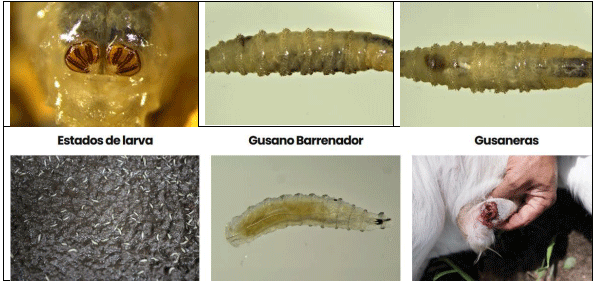 La plaga del gusano barrenador del ganado - Image 2